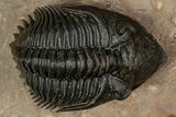 Stunning Metacanthina Trilobite - Lghaft, Morocco #339501-1